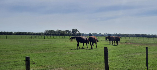 Venta Campo Haras San Andres De Giles