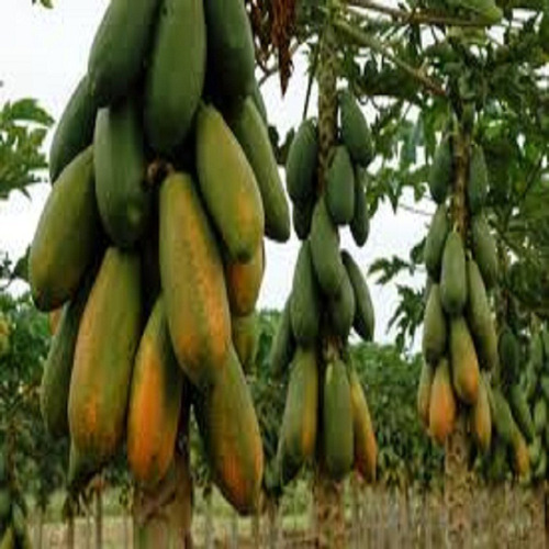 100 Sementes Mamão Formosa +