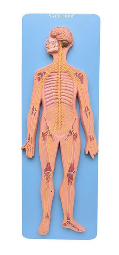 Sistema Nervoso Central E Periférico Anatomia Fisiologia Hum