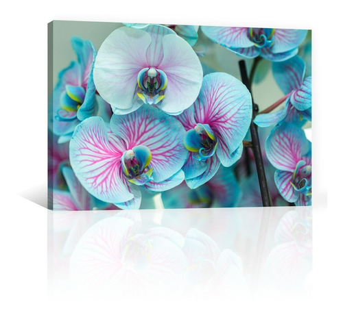 Cuadro Decorativo Canvas Naturaleza Flores Orquideas Azules | Meses sin  intereses