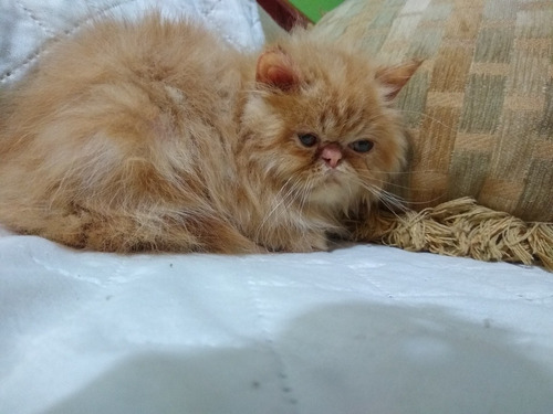 Imagen 6 de 6 de Gatita Persa Hembra