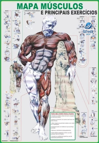 Mapa Músculo Exercício Academia Treino Corpo Humano Anatomia