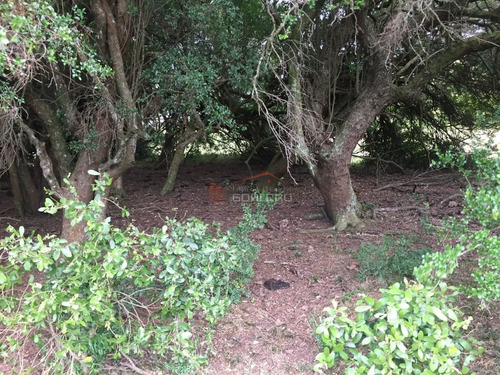 Imagen 7 de 14 de Venta De Chacra En Zona De Ruta 39 A 70 Km De Punta Del Este