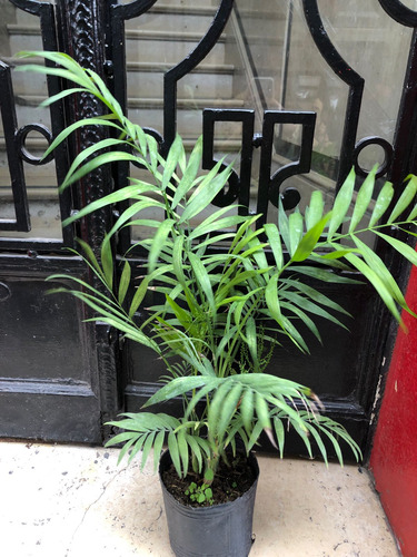 Platnta Interior Chamadeorea Pacaya O Palmera De Salón
