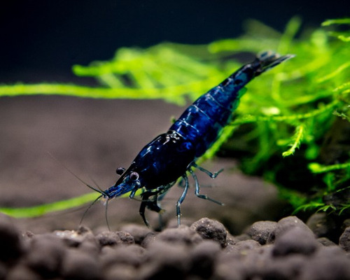 Neocaridina Blue Diamond Camarones Azules Acuario Plantado. Azul