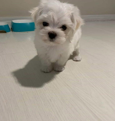 Malteses Bebé Hermoso
