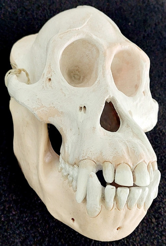 Réplica Cráneo Orangutan Pongopygmaeus Macho
