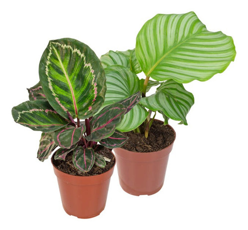 Calathea Variadas P12