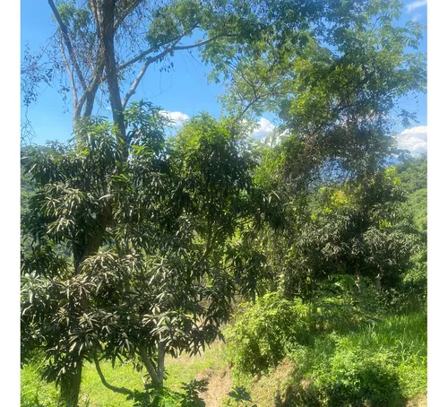 Lote Terreno No 2 - Anapoima, Colombia - Finca Para Agricultura