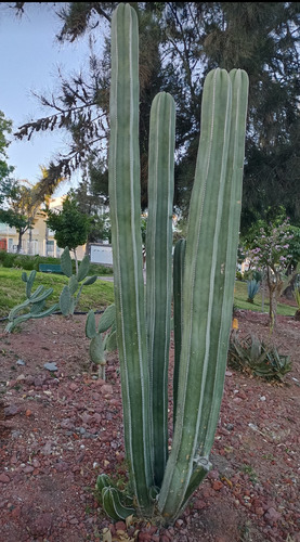 Pachycereus Marginatus Un Esqueje 70 A 80 Cms Nv