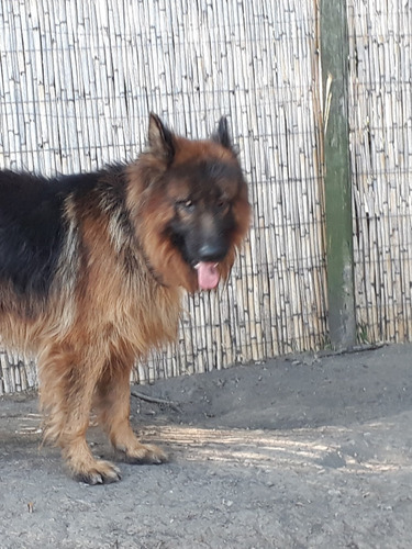 Imagen 7 de 7 de Cachorros Ovejeros Pastor Alemán Pelo Largo Hermosos Reserva