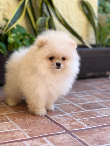 Precioso Pomerania Macho Línea Chiao Li Ya.