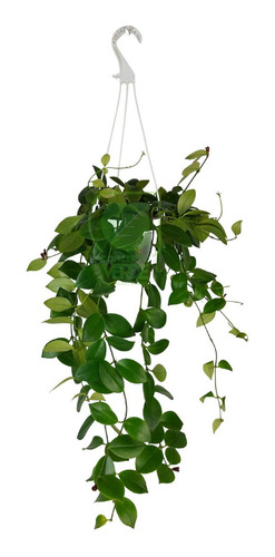Planta Lápiz Labial