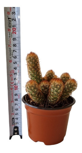 Mammillaria Elongata Set 6 Pzas M4