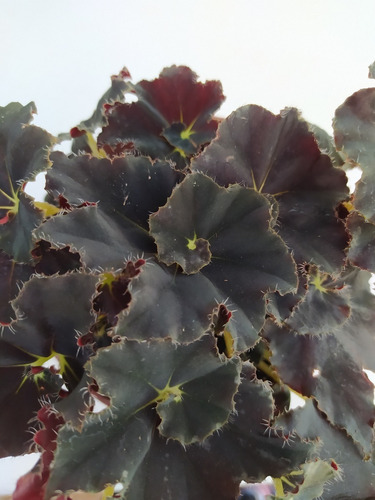 Begonia Negra - Planta De Interior O Exterior | Cuotas sin interés