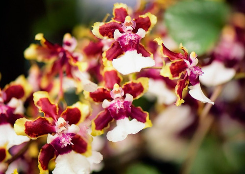 300 Semillas De Orquidea Oncidium Roja + Instructivo 