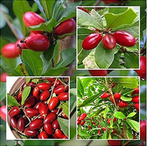 Synsepañum Dulcificum Maravillosa 1 No Semilla Envio Gratis