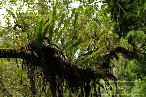 Imagen 6 de 30 de Grandes Extensiones De Bosque Nativo En Misiones - Bonos Verdes- Ideal Conservacionistas