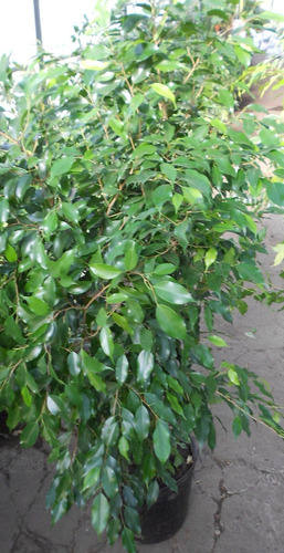 Ficus Benjamina Planta De Interior - Envase 20 Lts - Envios