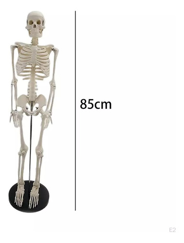 Esqueleto 85 Cm - Modelo Anatómico