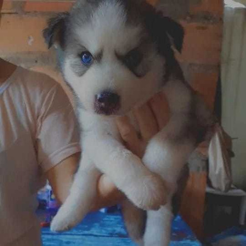 Imagen 1 de 4 de Cachorros Huski Disponible