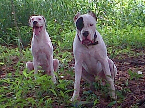 Hembra Dogo Argentino