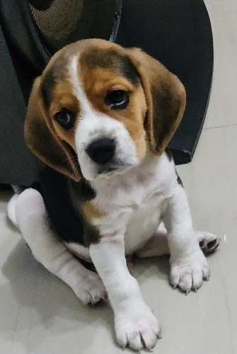 Cachorros Beagle