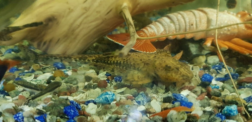 Pez Loricaria Limpiafondo