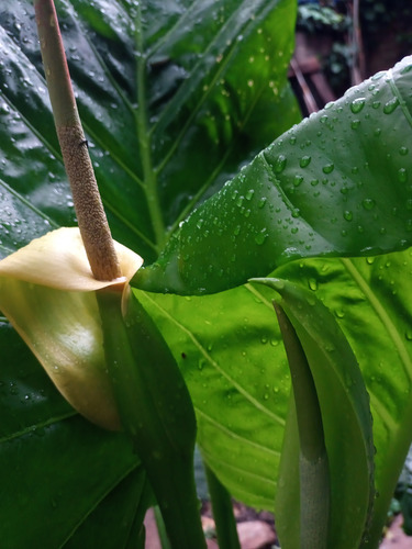 Alocasia Macrorrhiza-oreja De Elefante (x2)
