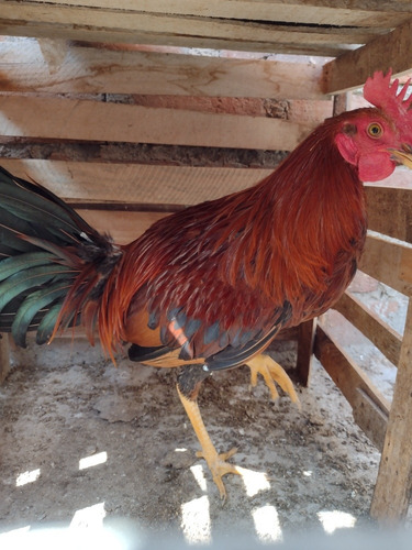 Gallos