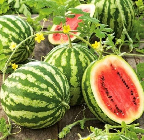 50 Semillas De Sandia Crismon Sweet + Instructivo