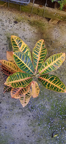 Cróton - Codiaeum Variegatum No Vaso 14