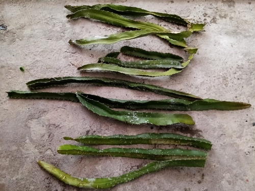 Docena De Esquejes De Pitahaya (Usado)