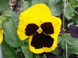Pensamiento Amarillo 30 Semillas Media Sombra O Sol Sdqro2
