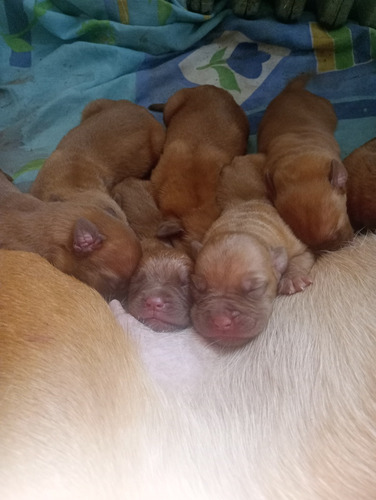 Venta De Cachorros Dogo De Burdeo