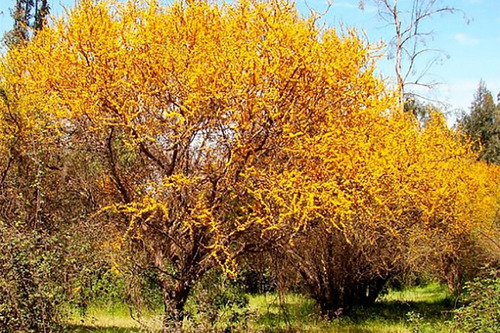 Semillas De Árbol Espinillo (aromito, Vachellia Caven) X100