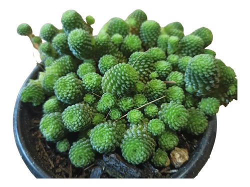 Monanthes Polyphylla Suculenta Exotica + Semillas Mix