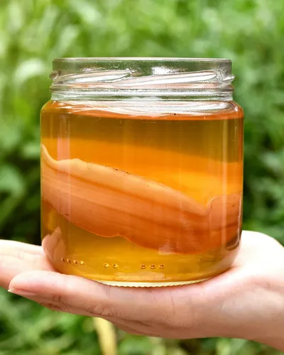 Ebook Té De Kombucha