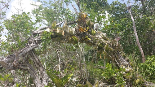 Imagen 8 de 15 de Increíble Lote En Venta Con 270 M Lineales De Laguna De Bacalar C1314
