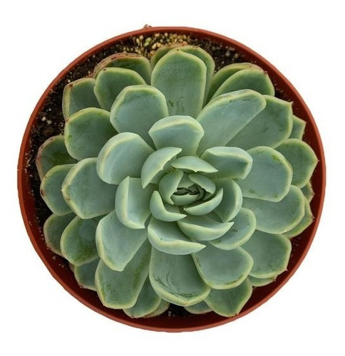 Echeveria Elegans Set 3 Pzas M6 Pulgadas