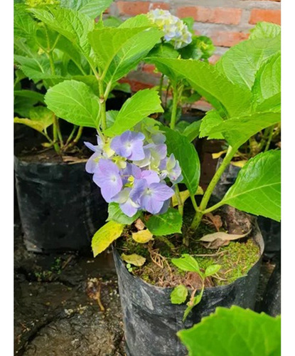 Planta Planta Hortensia Mitos
