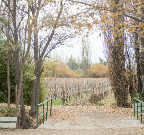 Vino A Lisa Malbec - Bodega Noemia - Organico - Rio Negro