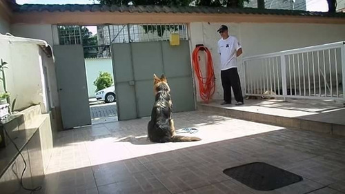 Imagem 8 de 10 de Adestrador De Cães