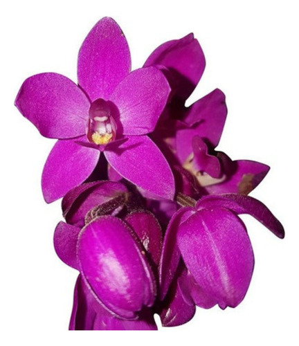 Orquídea Cheiro De Uva Spathoglottis Unguiculata Grapete