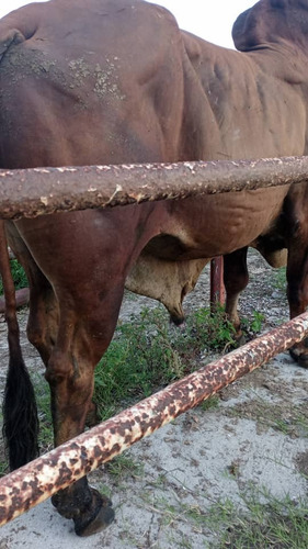 Imagen 5 de 5 de Toro Gyr Registrado Alta Genetica Alta Pureza