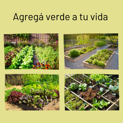 Semillas De Cucamelon