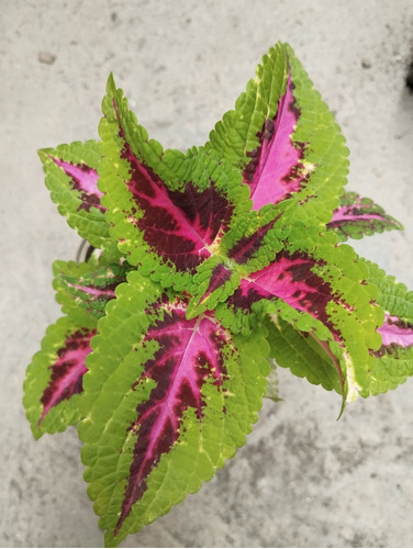 Coleus Tricolor Planta Alfombra, Ornamental