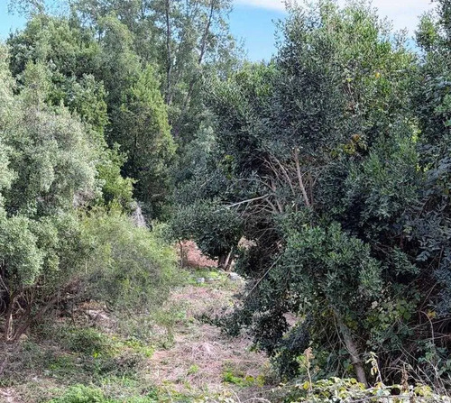 Sector Rural Precordillerano De Linares (169190)