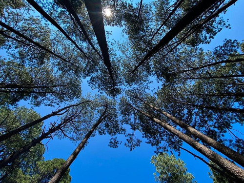 Terreno En Venta, Avandaro, Rodeado De Bosque.