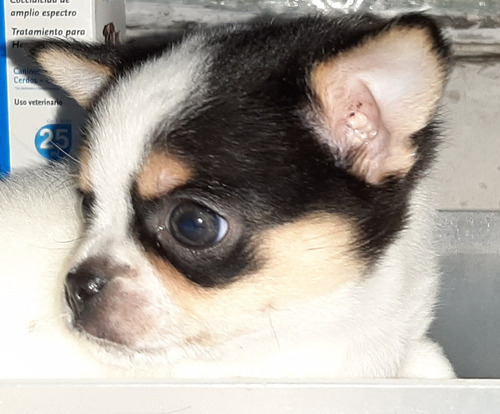 Chihuahua Mini!